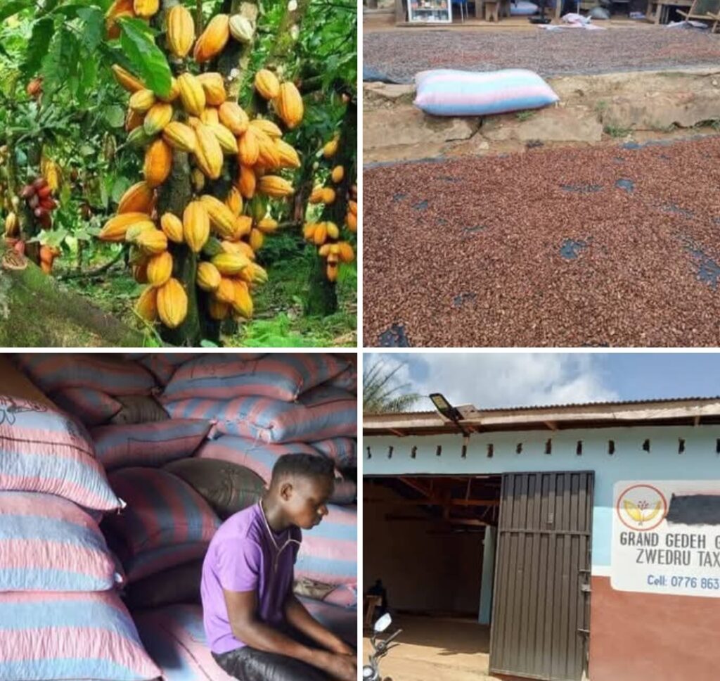 Migrant Cocoa Farmers in Southeast Liberia Demand Payment in Foreign Currency