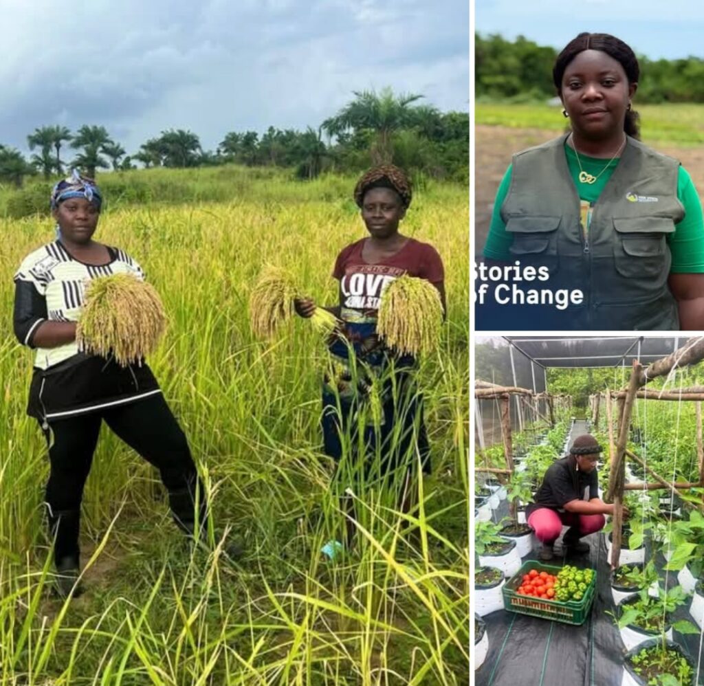 Swedish-Funded Agricultural Initiative Transforms Lives of Smallholder Farmers in Liberia’s Bomi County